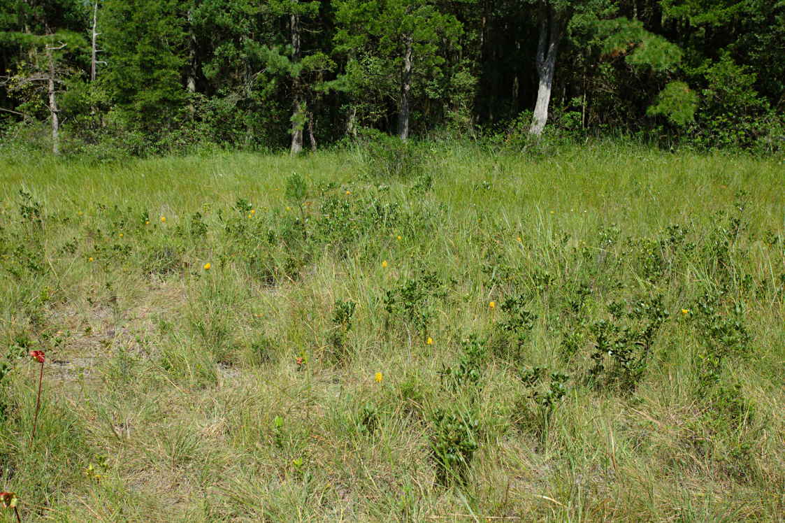 Yellow Fringeless Orchis Habitat