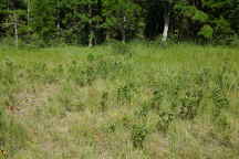 Yellow Fringeless Orchis Habitat