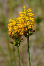 Yellow Fringeless Orchis