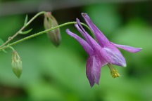 Columbine