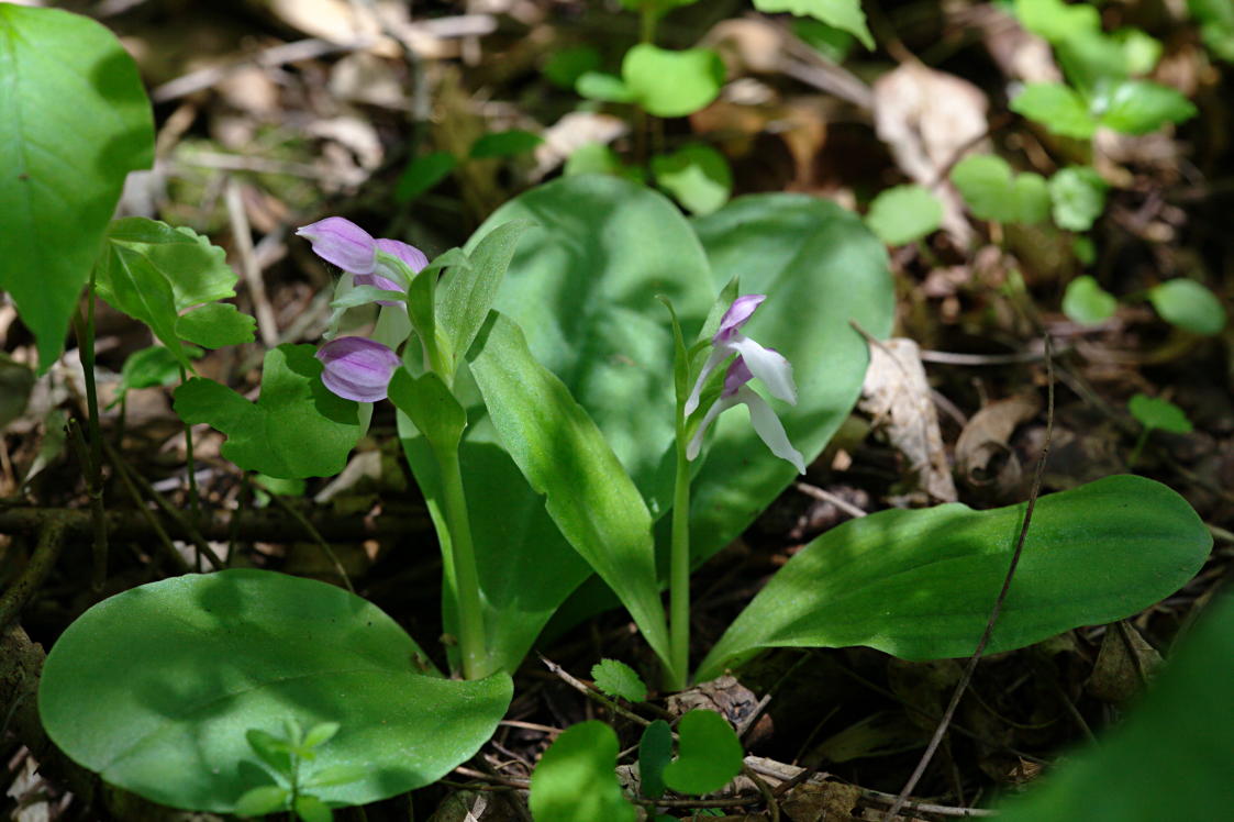 Showy Orchis