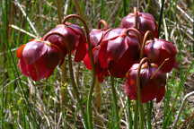 Sarracenia purpurea