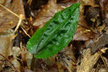 Tipularia discolor