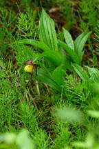 Cypripedium parviflorum var. makasin