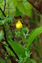 Cypripedium parviflorum var. makasin