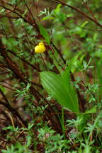 Cypripedium parviflorum var. makasin