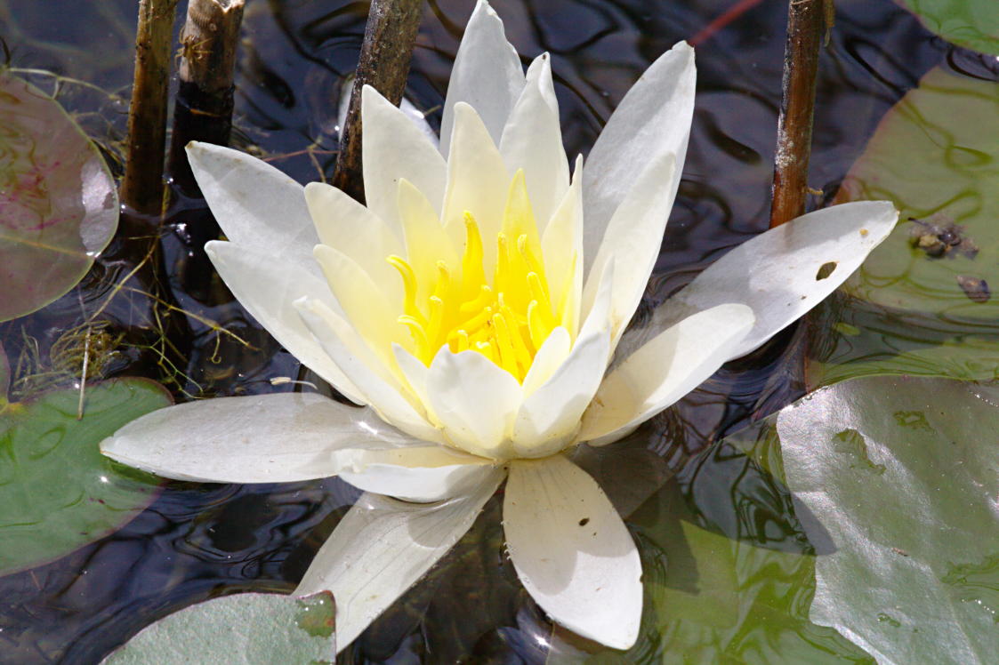 Common Water Lily