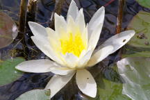 Nymphaea odorata