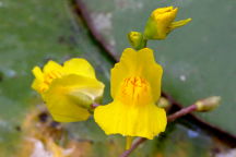 Common Bladderwort