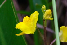 Utricularia macrorhiza