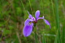 Iris versicolor