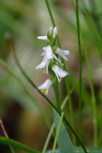 Spiranthes lucida