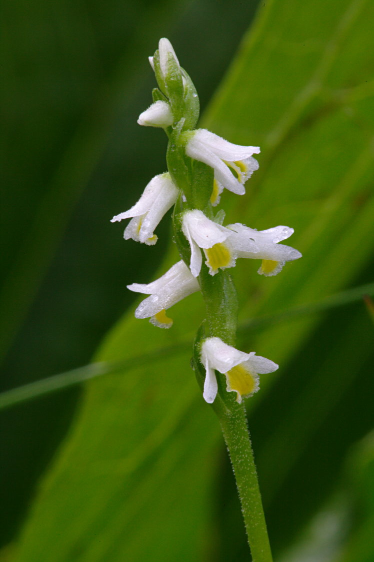 Shining Ladies' Tresses