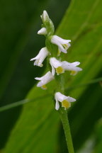 Spiranthes lucida