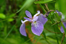 Iris versicolor