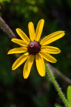 Rudbeckia hirta