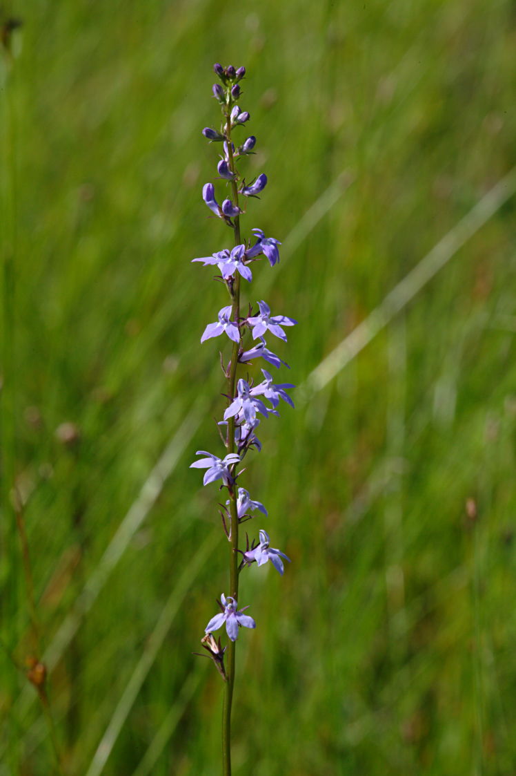 Spiked Lobelia