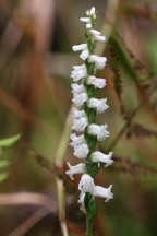 Spiranthes arcisepala