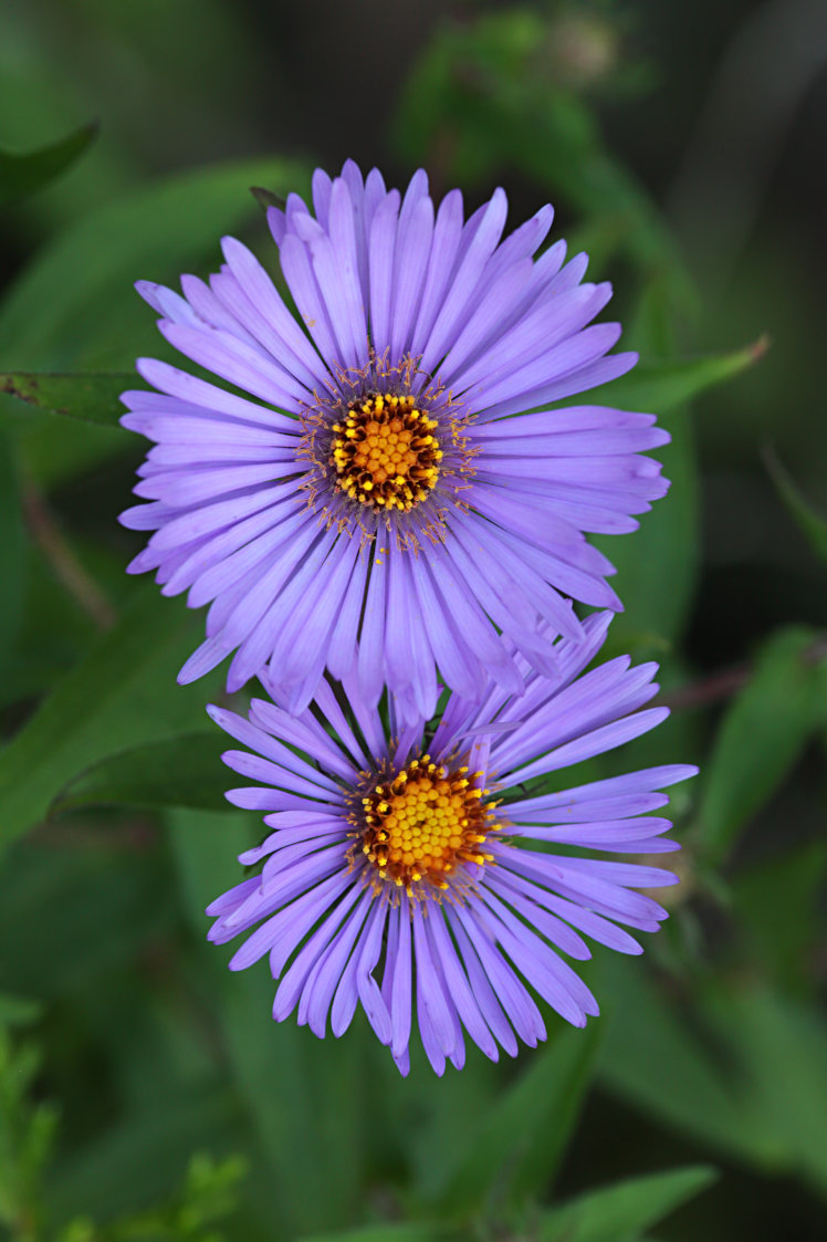 New England Aster