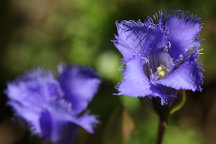 Gentianopsis crinita