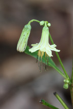 Prenanthes trifoliolata