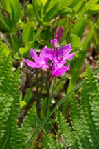 Common Grass Pink