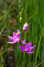 Common Grass Pink