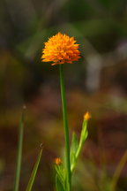 Polygala lutea