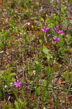 Common Grass Pink