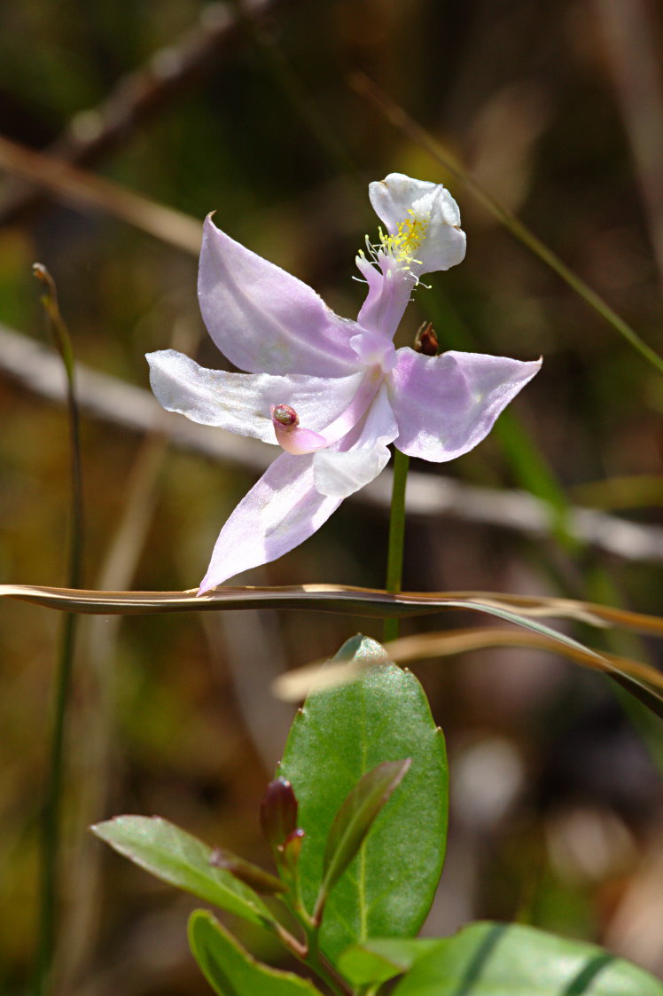 White Flowered Common Grass Pink