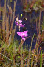 Calopogon tuberosus