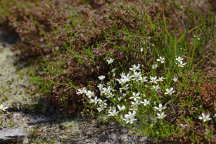 Minuartia caroliniana