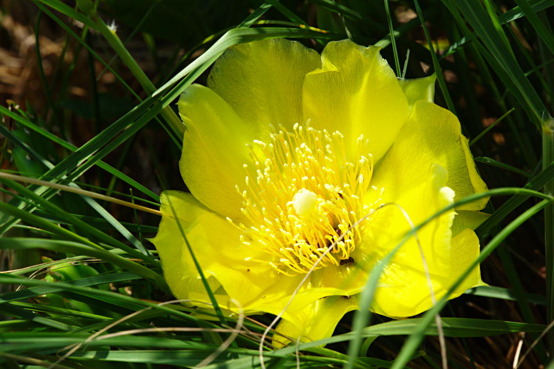 Eastern Prickly Pear