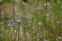 Nuttallanthus canadensis