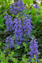 Ajuga reptans