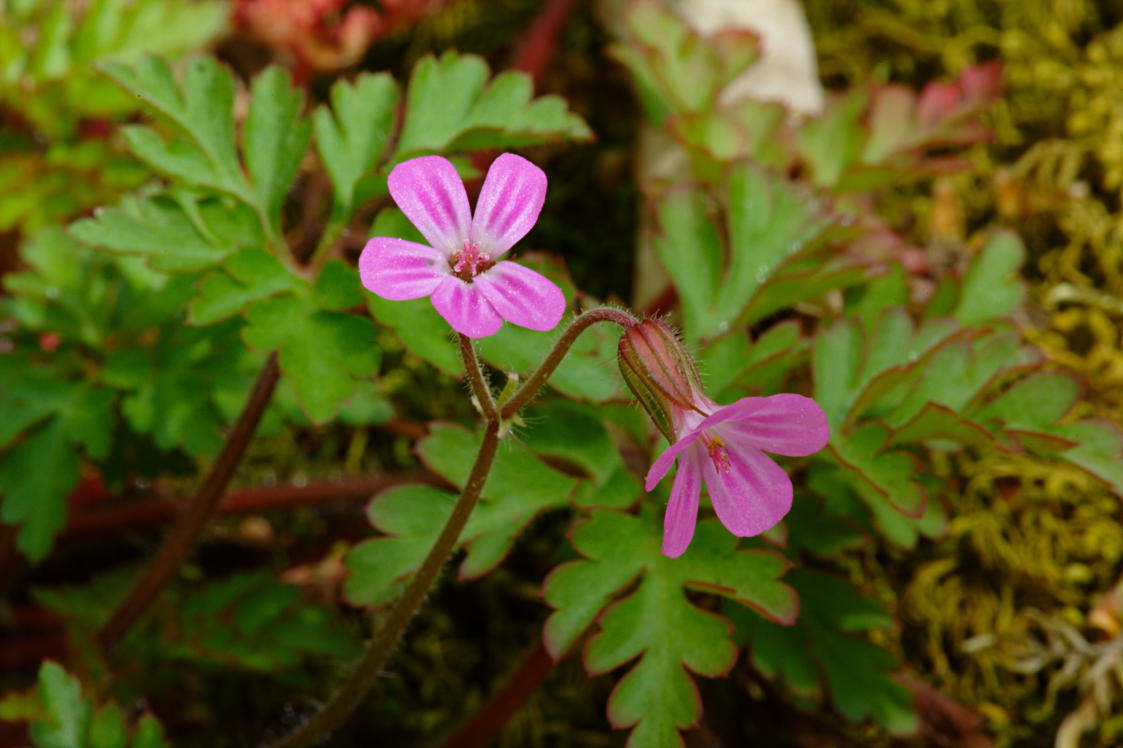 Herb Robert