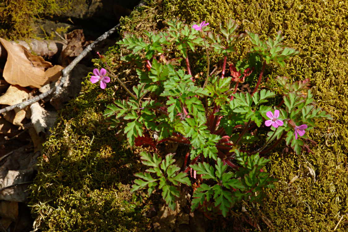 Herb Robert