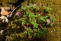 Geranium robertianum