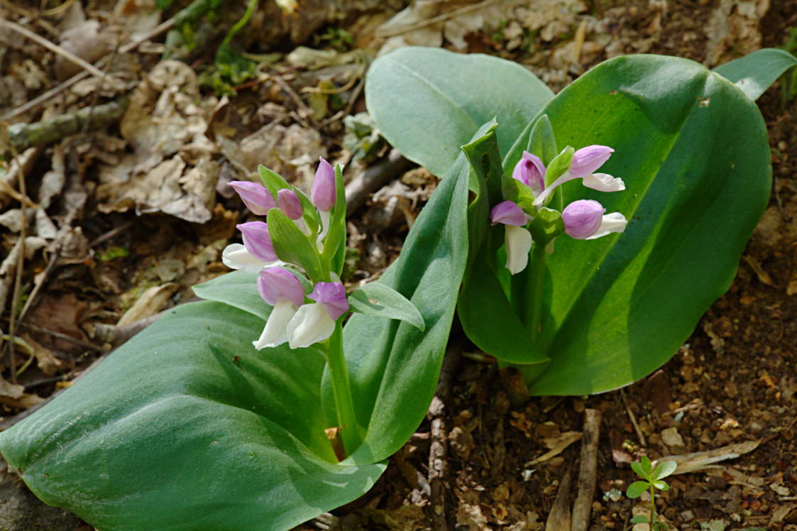 Showy Orchis