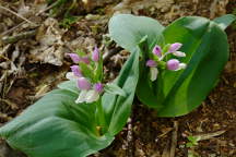 Showy Orchis