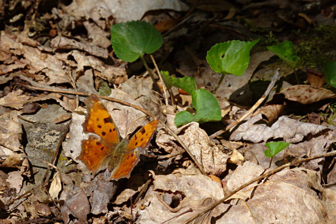 Eastern Comma Butterfly