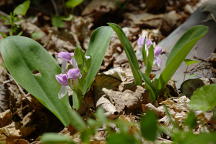 Galearis spectabilis