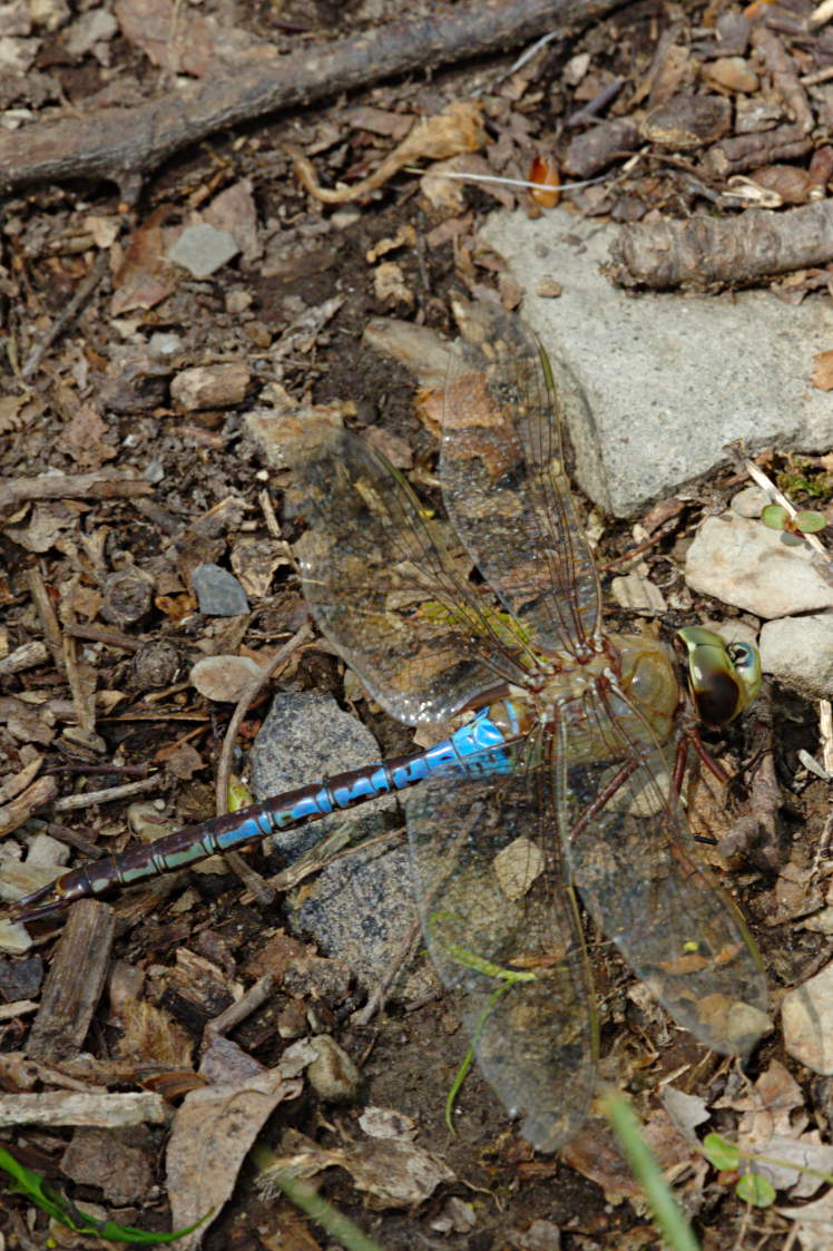 Common Green Darner