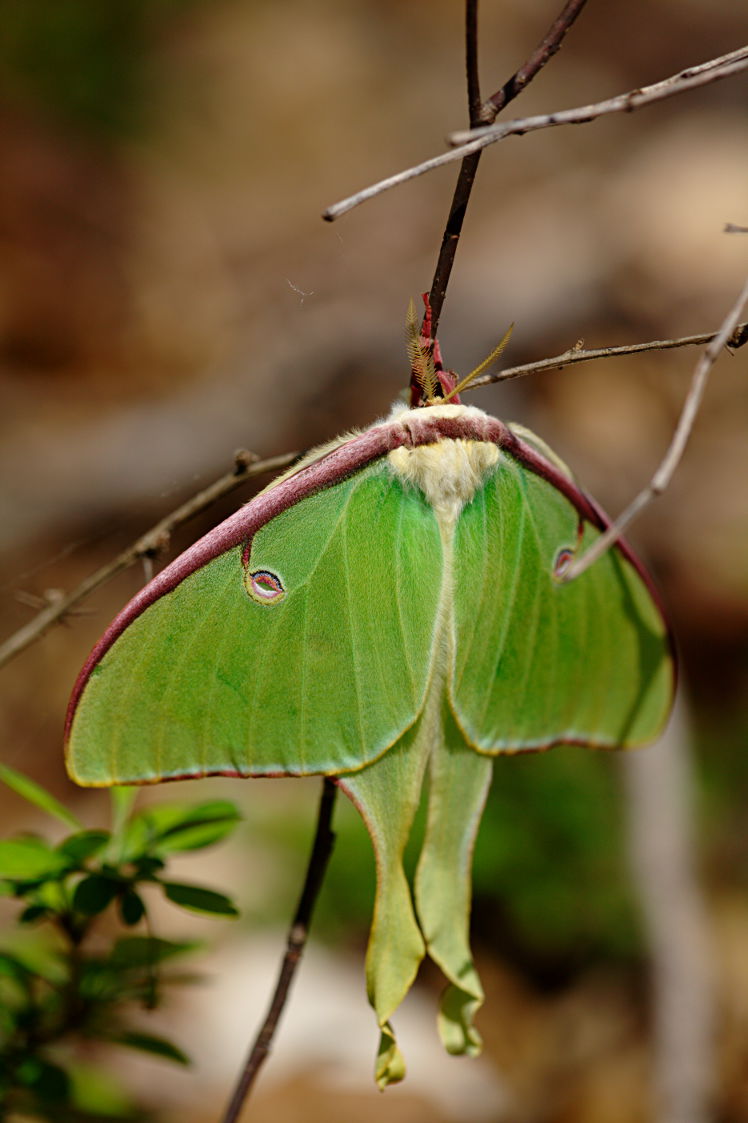 Luna Moth