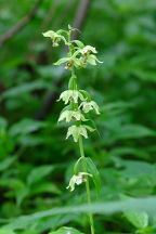 Epipactis helleborine forma viridens