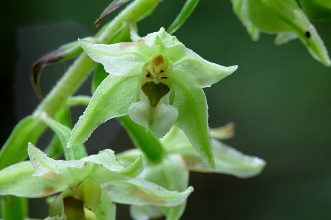 Green Broad-Leaved Helleborine