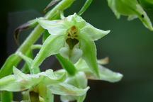 Epipactis helleborine forma viridens