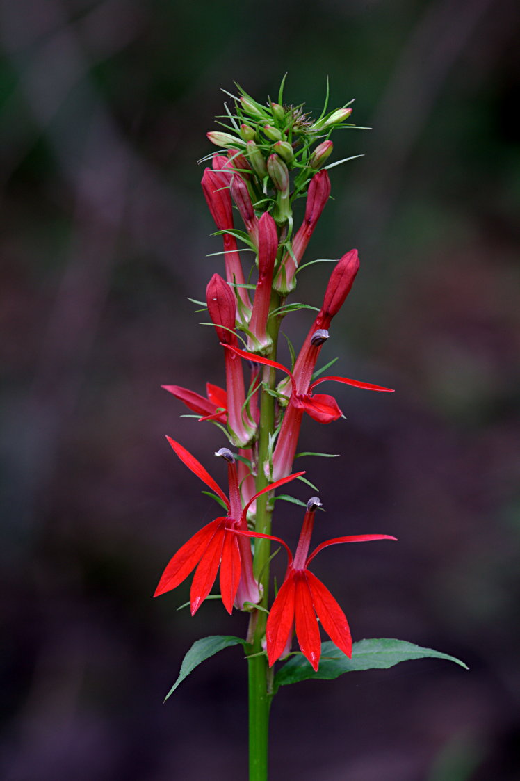 Cardinal Flower