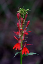 Lobelia cardinalis