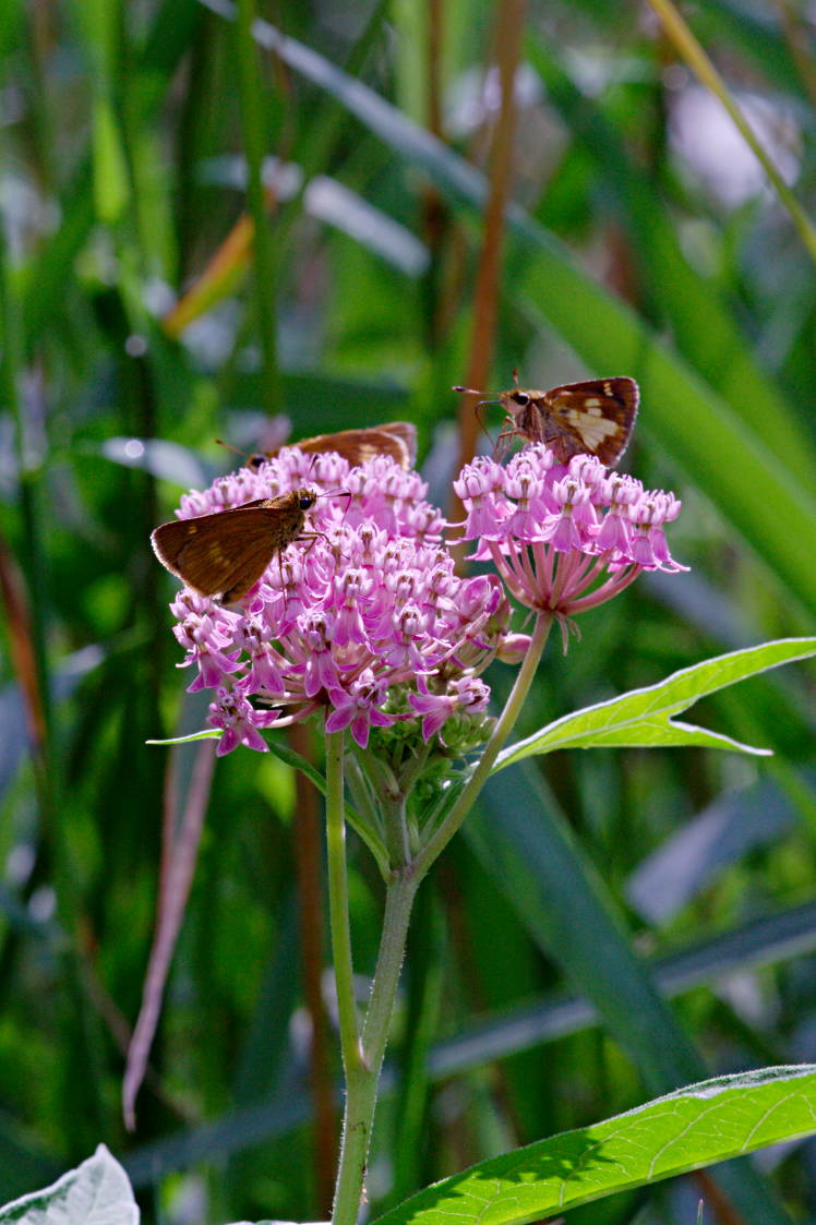 Swamp Milkweed